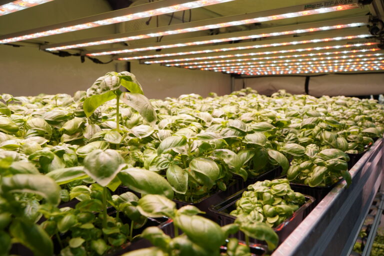 SANlight Research | (c) SANlight Research SANlight Research | (c) SANlight Research