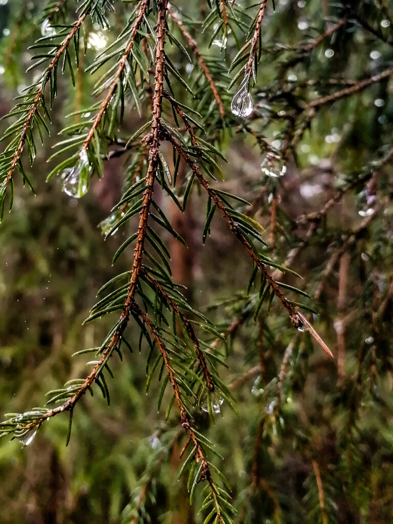 Wald_(c)Manuela de Pretis