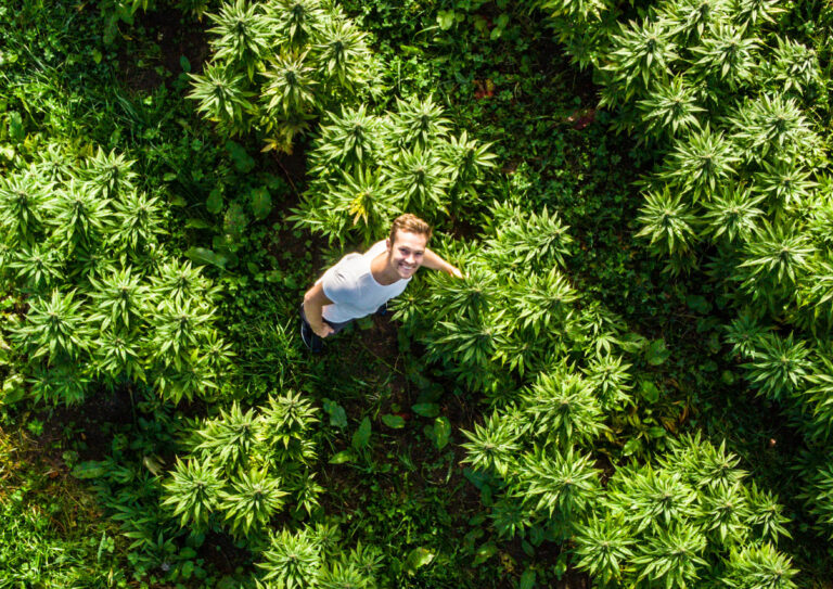 Fabian Braitsch in einem Hanffeld