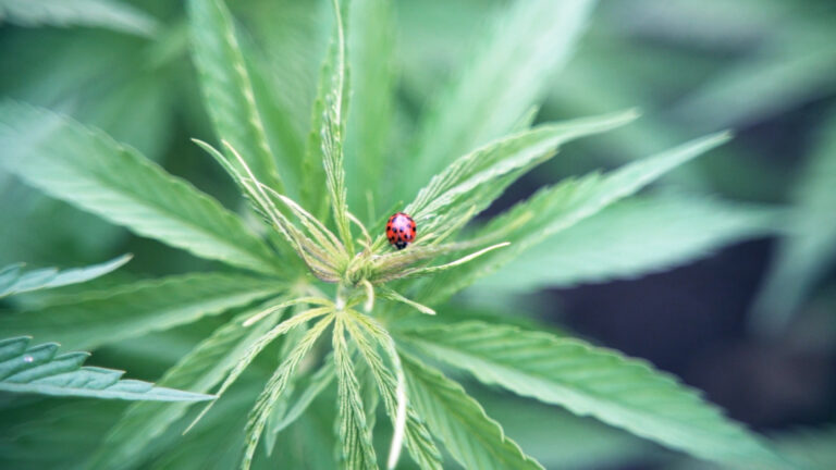 Ein Marienkäfer auf einer Hanfpflanze